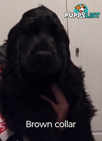 Urgent Sale Pure Bred Cocker Spaniel Puppies