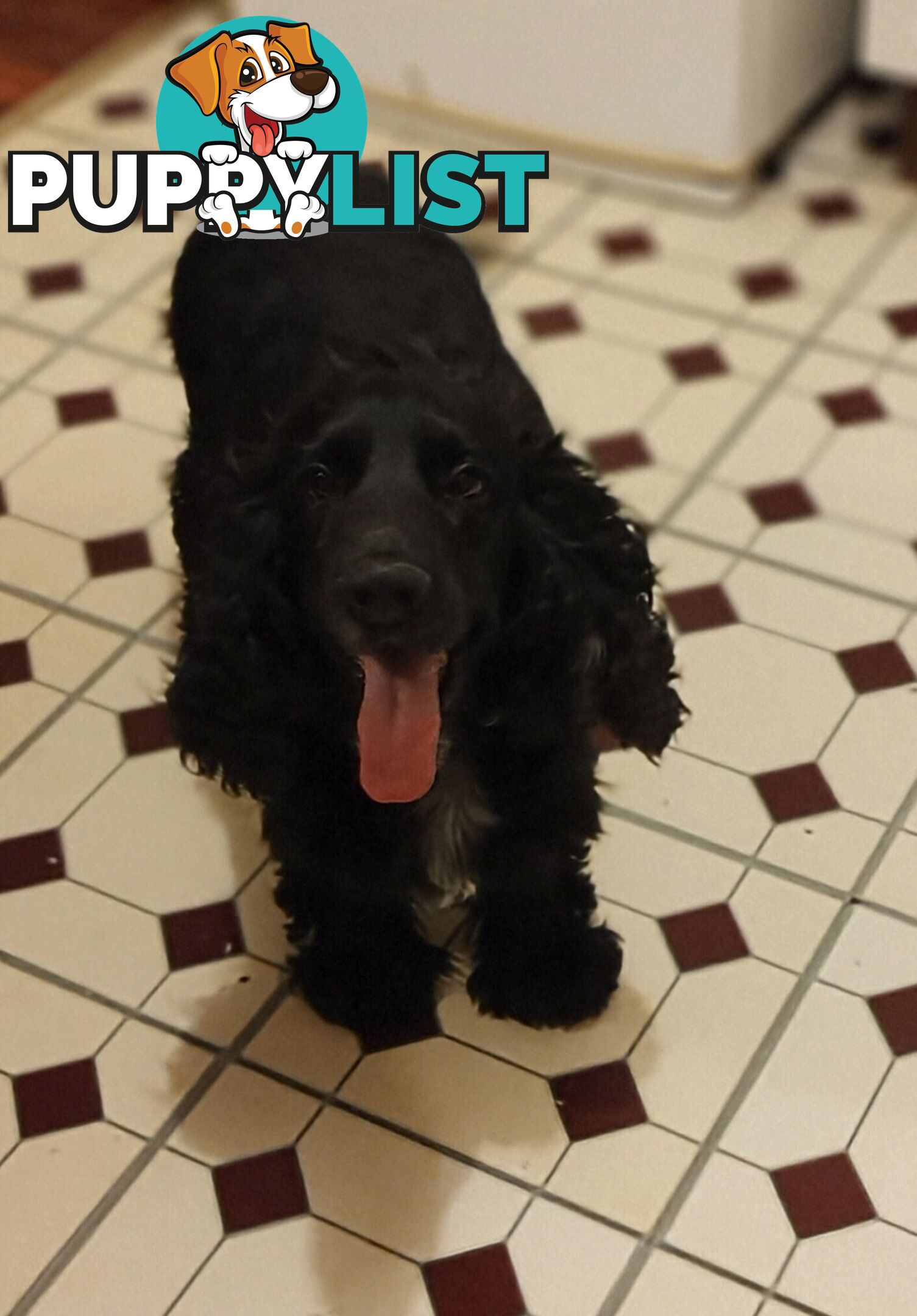 Urgent Sale Pure Bred Cocker Spaniel Puppies