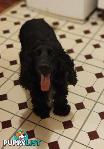 Urgent Sale Pure Bred Cocker Spaniel Puppies