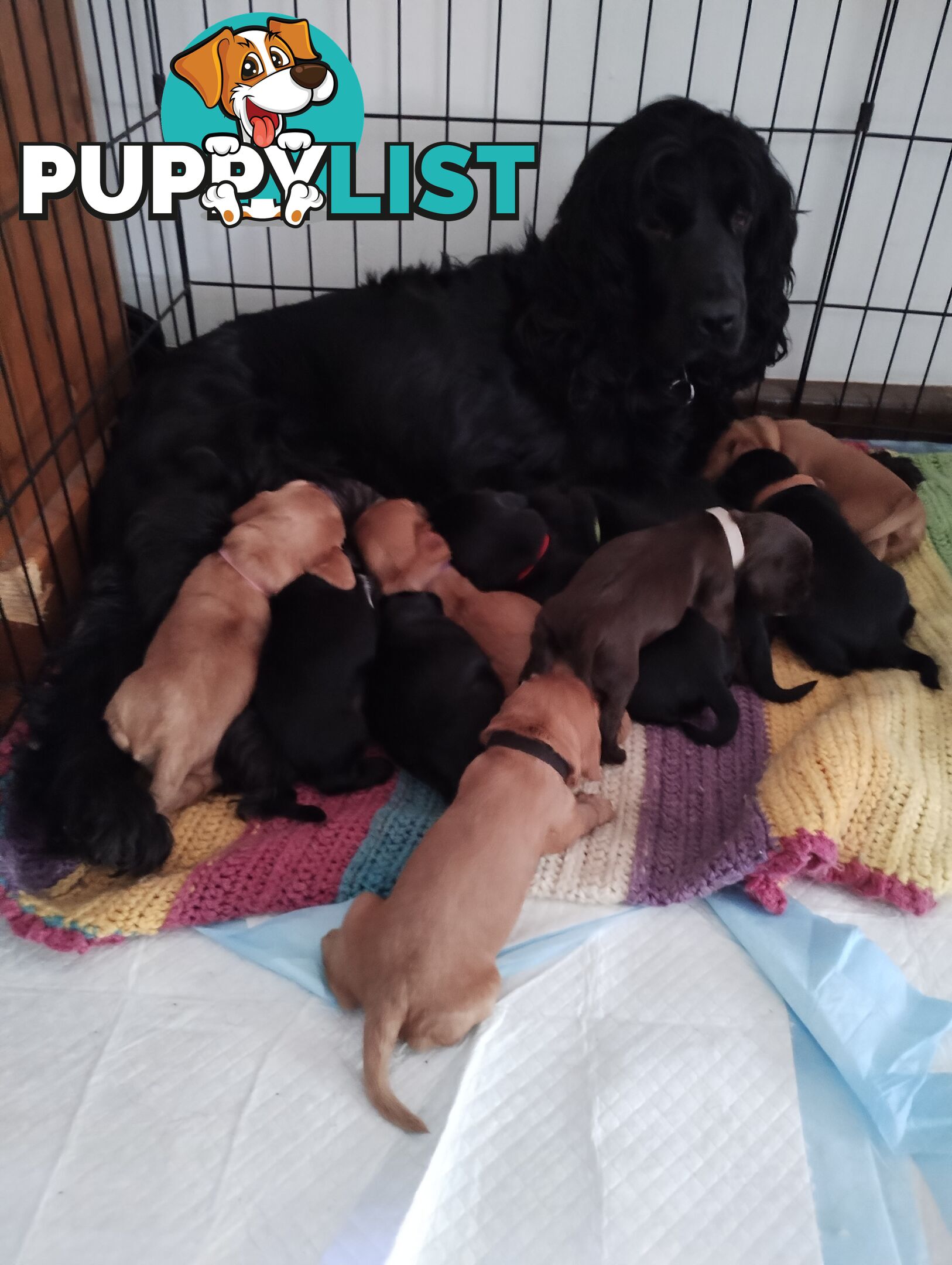 Urgent Sale Pure Bred Cocker Spaniel Puppies