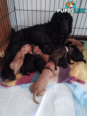 Urgent Sale Pure Bred Cocker Spaniel Puppies