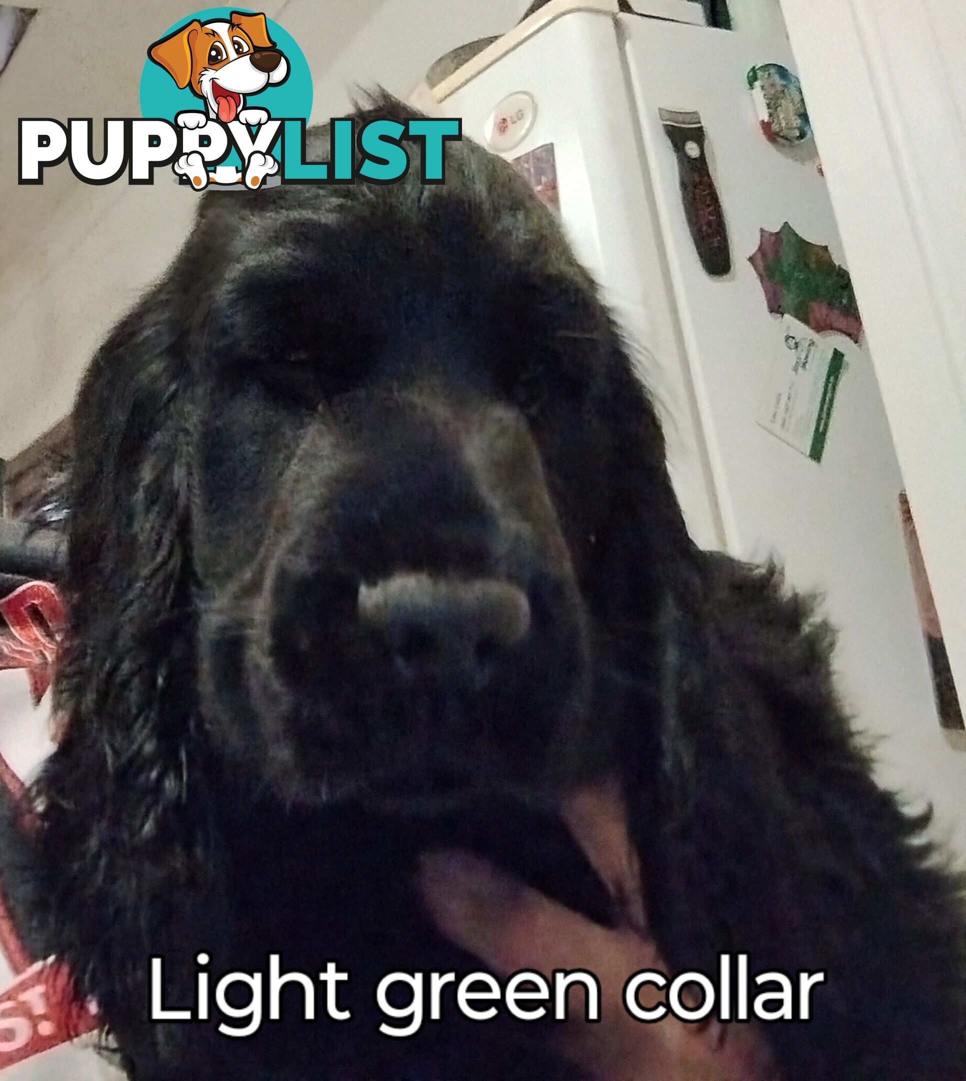 Urgent Sale Pure Bred Cocker Spaniel Puppies