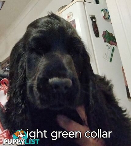 Urgent Sale Pure Bred Cocker Spaniel Puppies