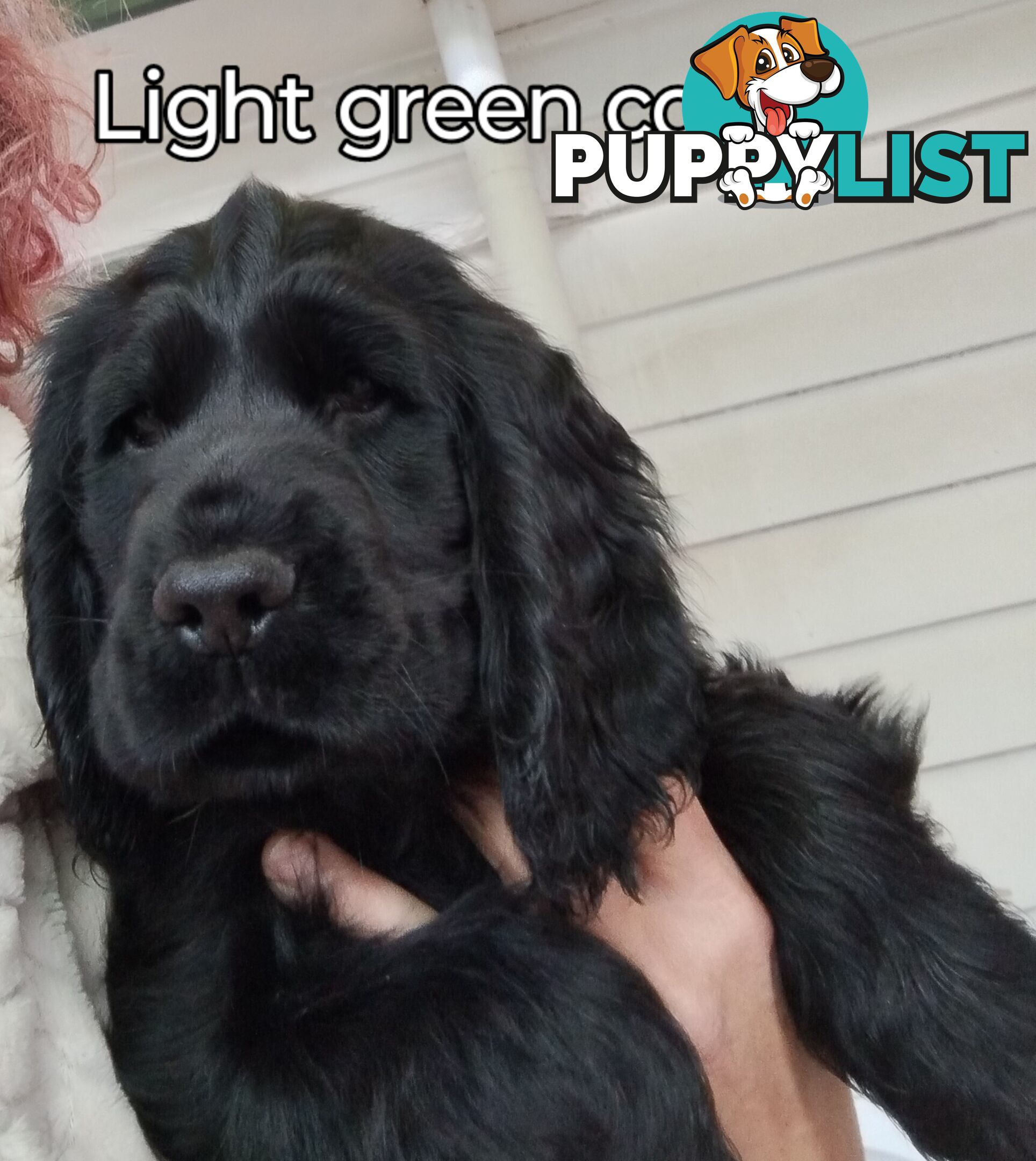 Urgent Sale Pure Bred Cocker Spaniel Puppies