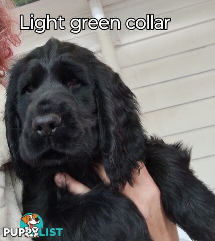 Urgent Sale Pure Bred Cocker Spaniel Puppies