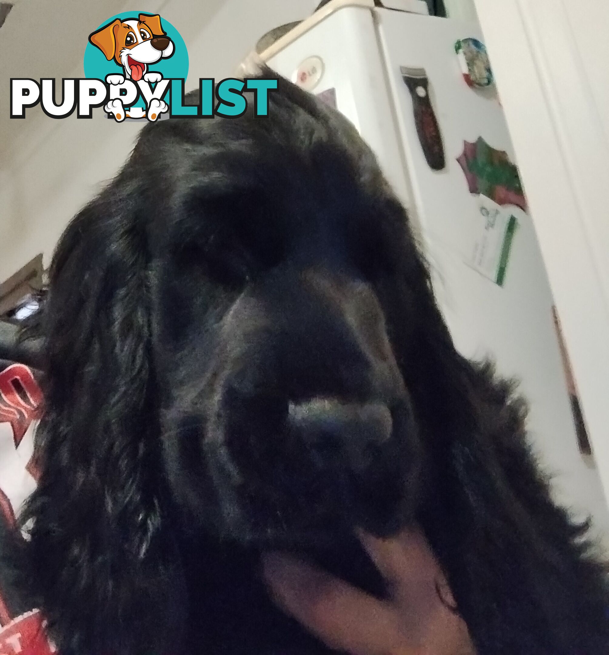 Urgent Sale Pure Bred Cocker Spaniel Puppies