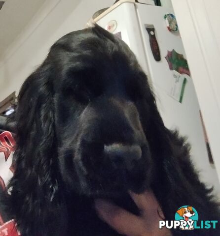 Urgent Sale Pure Bred Cocker Spaniel Puppies