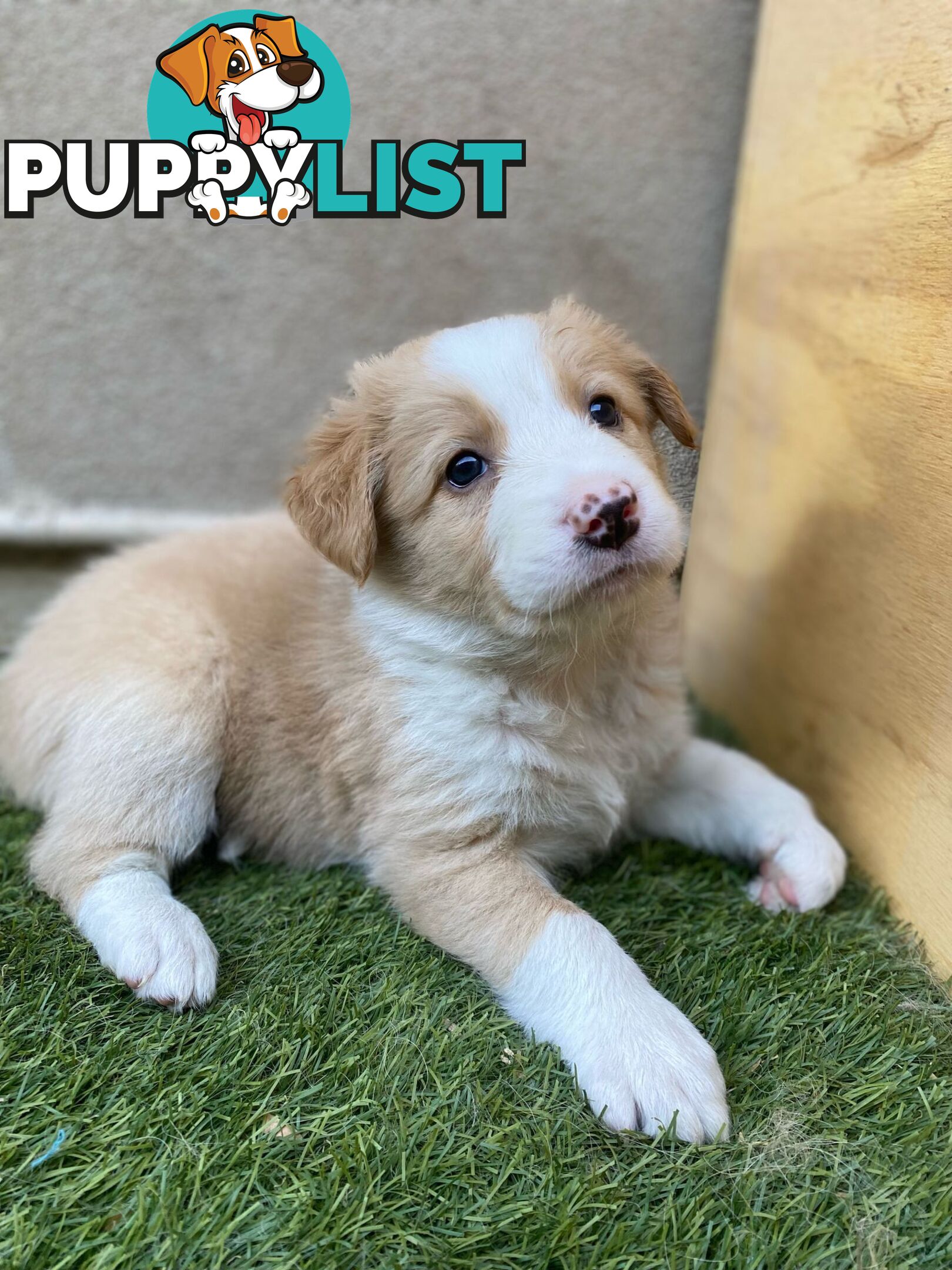 Purebred Border Collie Puppies