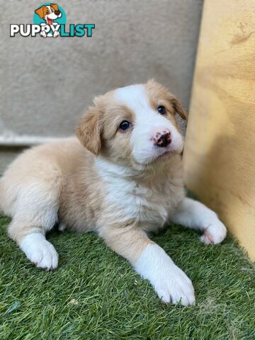 Purebred Border Collie Puppies