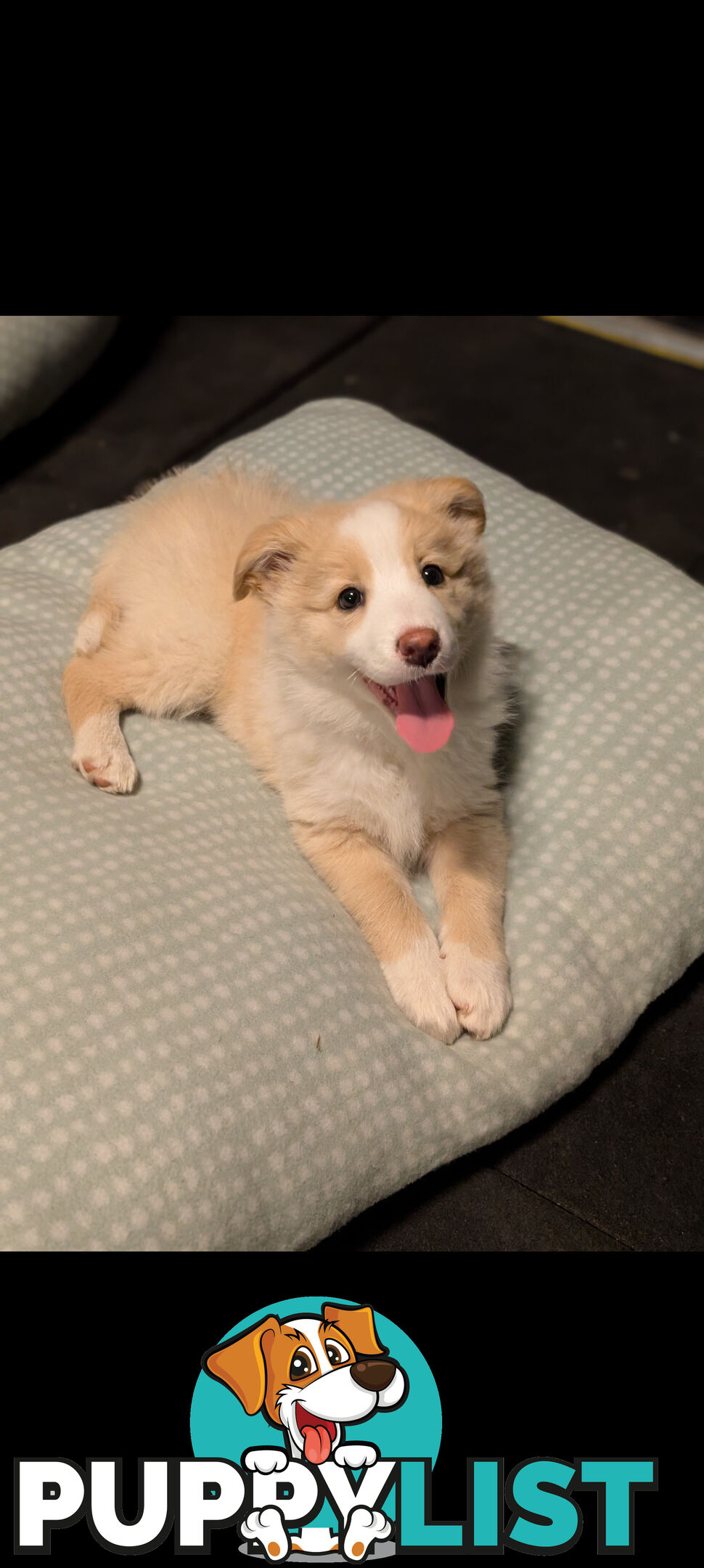 Purebred Border Collie Puppies