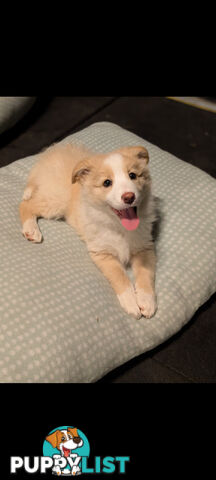 Purebred Border Collie Puppies