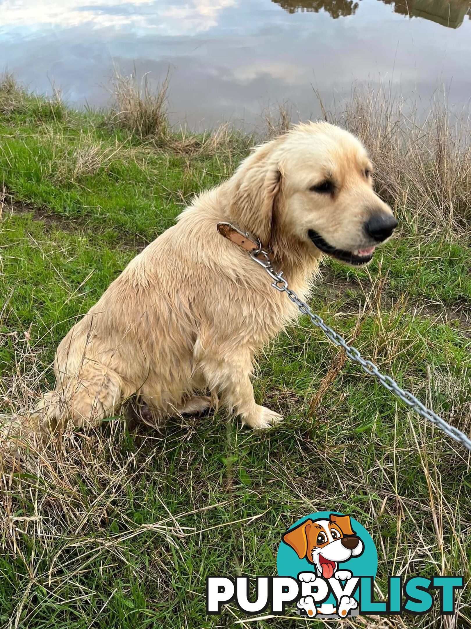 Purebred Golden Retriever