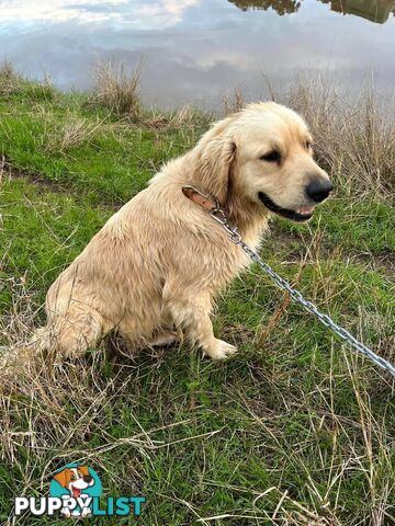 Purebred Golden Retriever