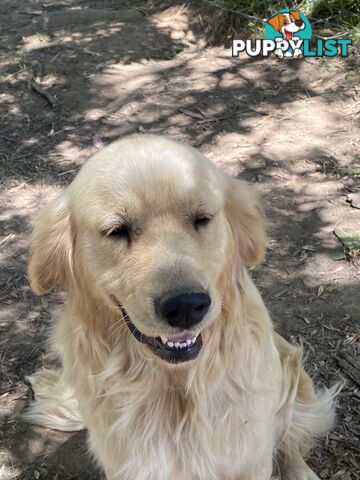 Purebred Golden Retriever