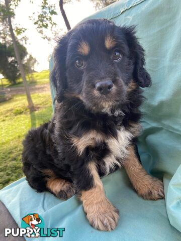 Cavoodle Puppy 1 M
