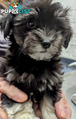 Maltese Shih Tzu