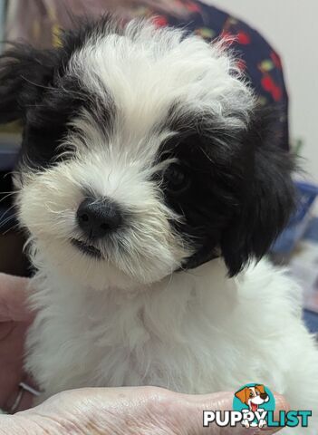 Maltese Shih Tzu