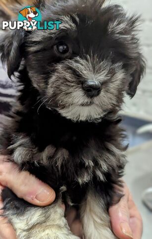 Maltese Shih Tzu