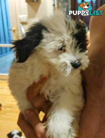 Maltese Shih Tzu