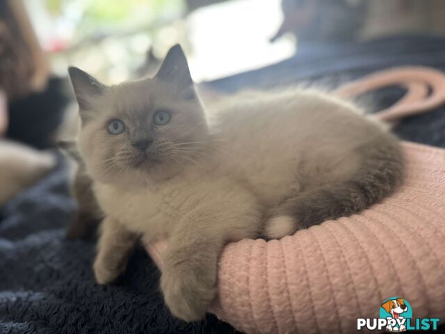 Purebred ragdoll kittens