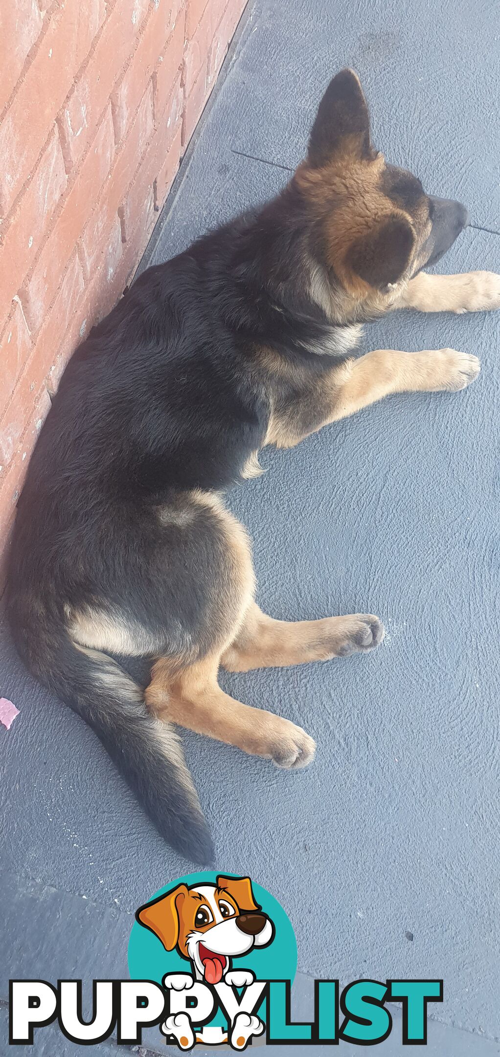 GERMAN SHEPPARD  FEMALE PUP 4 MTHS