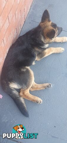 GERMAN SHEPPARD  FEMALE PUP 4 MTHS