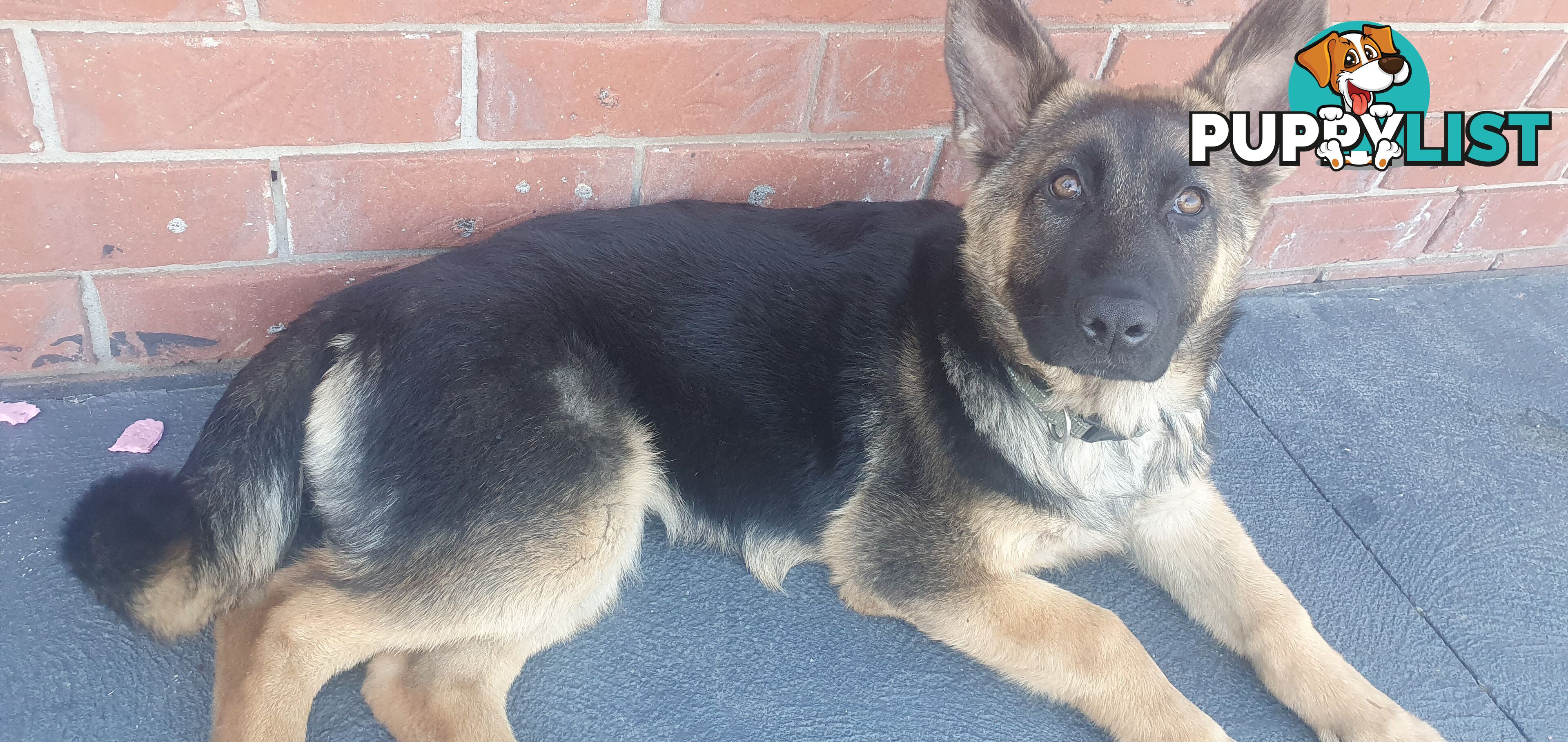 GERMAN SHEPPARD  FEMALE PUP 4 MTHS