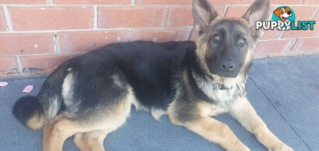 GERMAN SHEPPARD  FEMALE PUP 4 MTHS