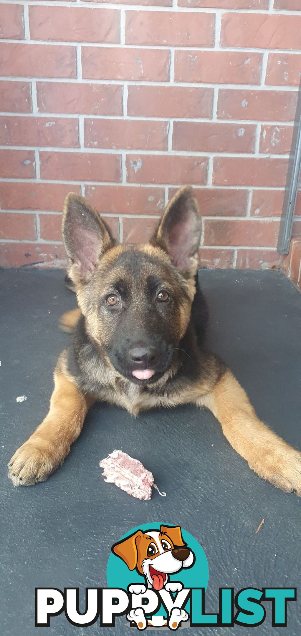 GERMAN SHEPPARD  FEMALE PUP 4 MTHS