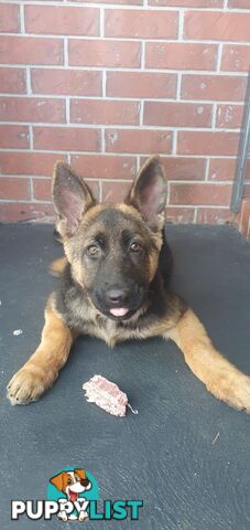 GERMAN SHEPPARD  FEMALE PUP 4 MTHS