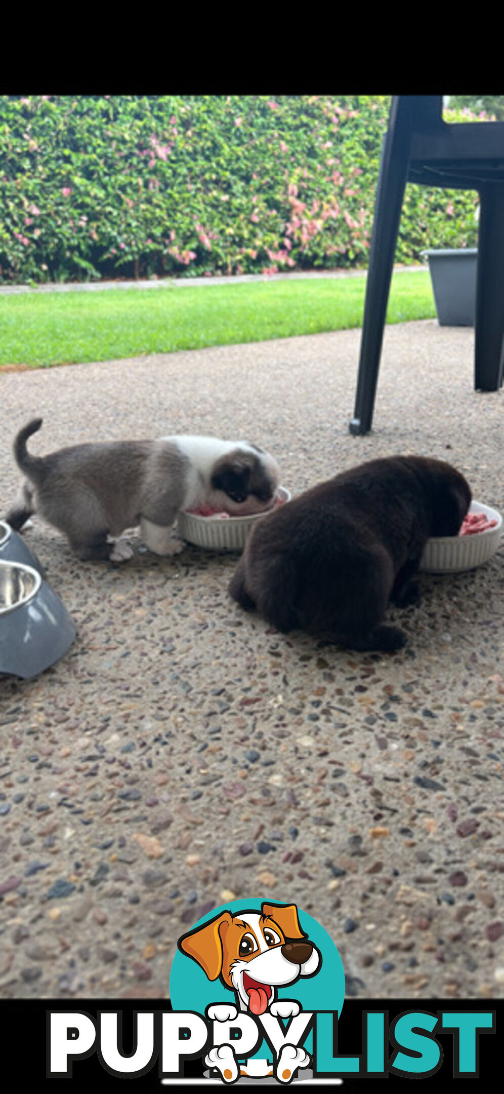 Playful Pug Puppies