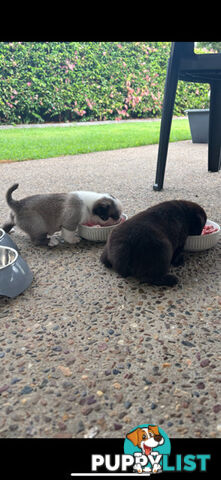 Playful Pug Puppies