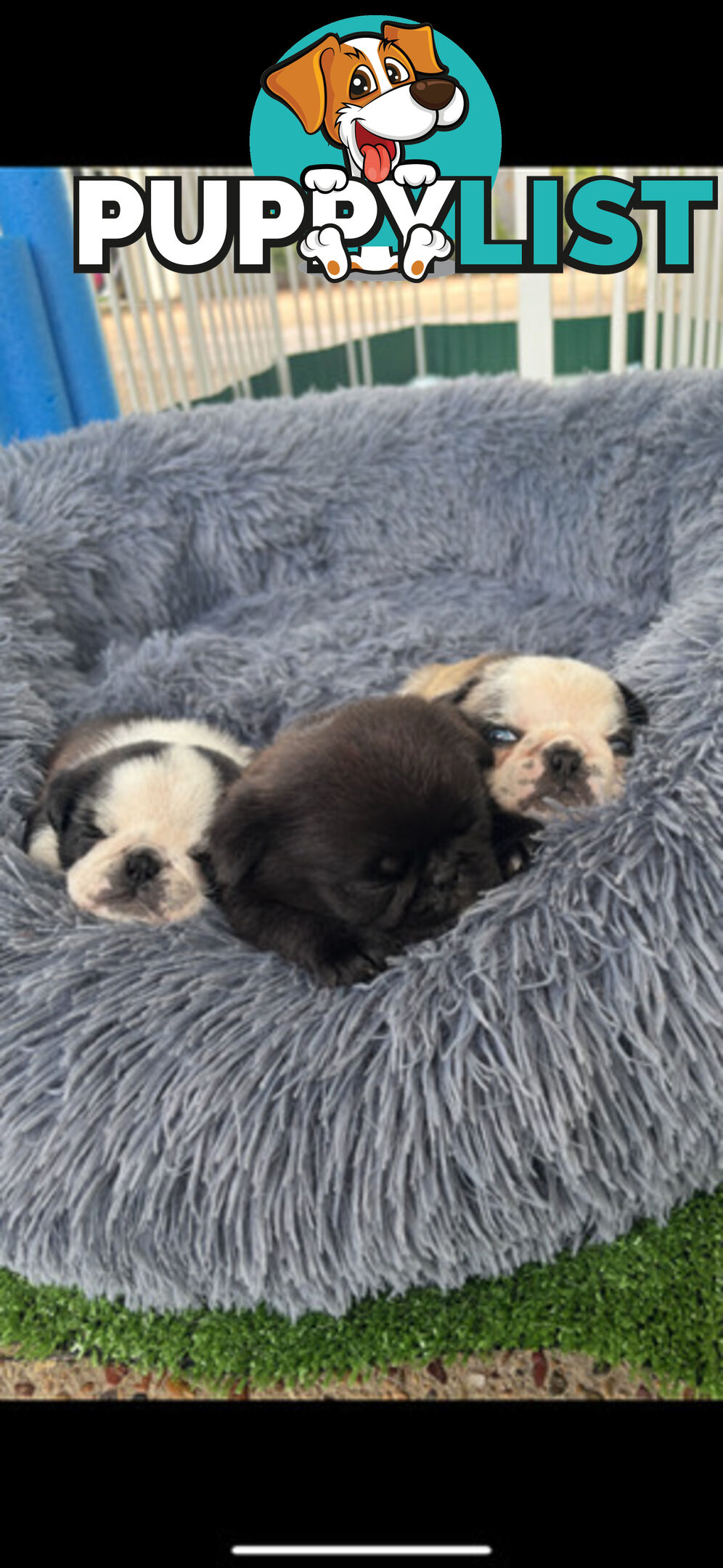 Playful Pug Puppies