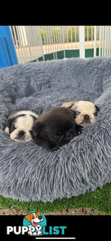 Playful Pug Puppies