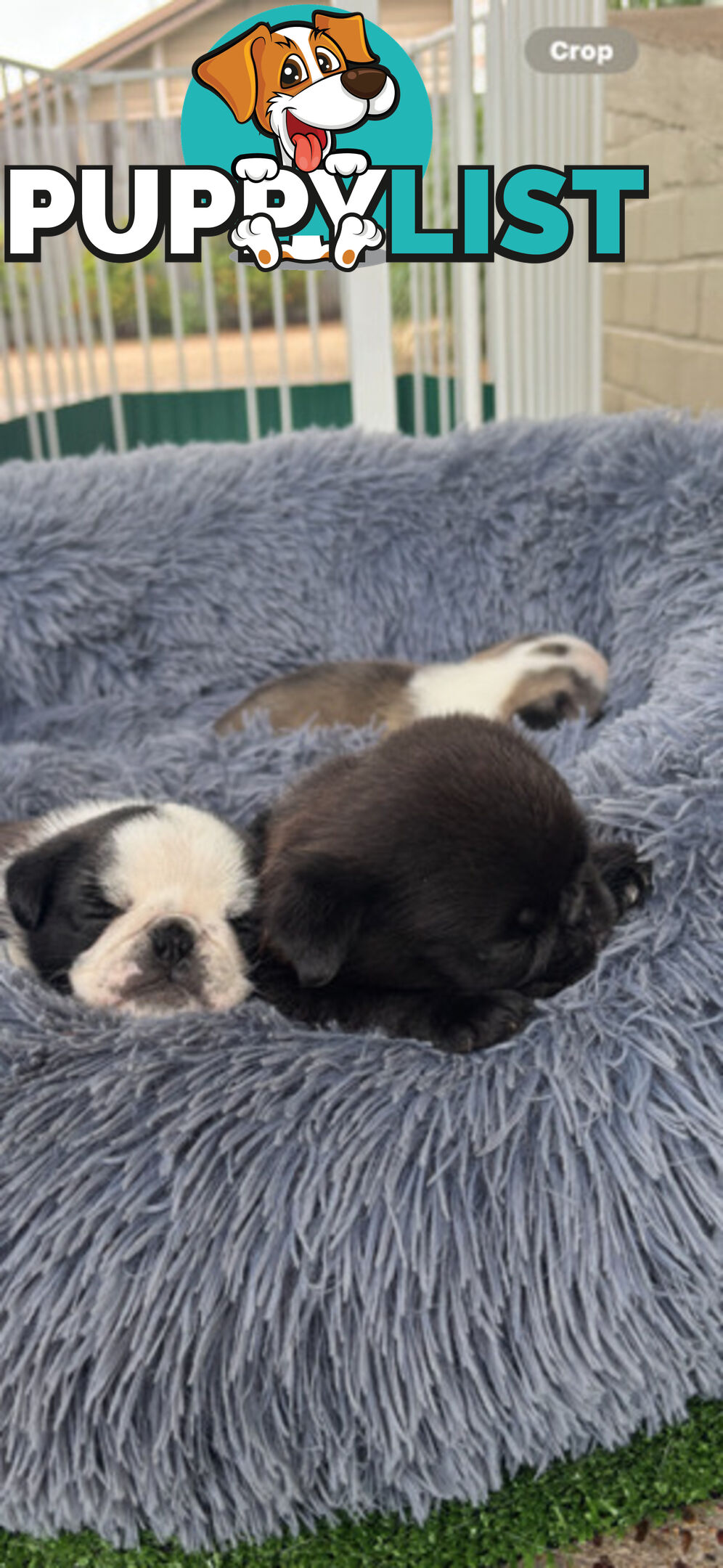 Playful Pug Puppies