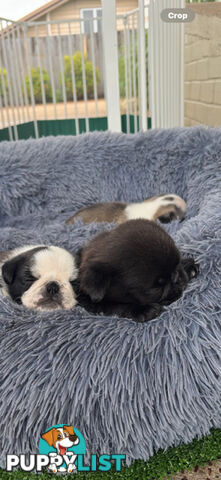 Playful Pug Puppies