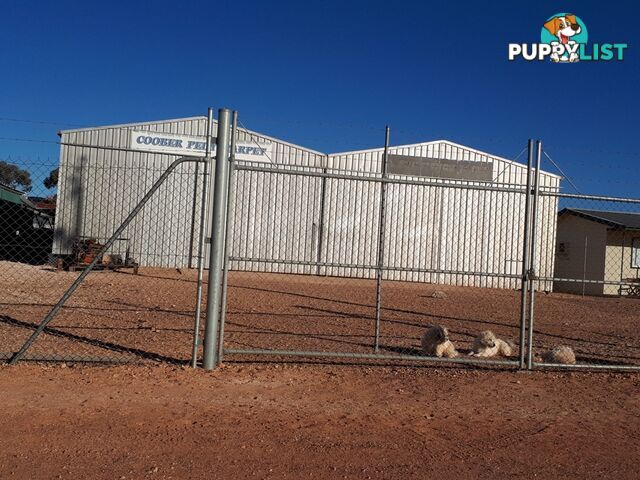 LOT 92 SEVENTEEN MILE ROAD Coober Pedy SA 5723