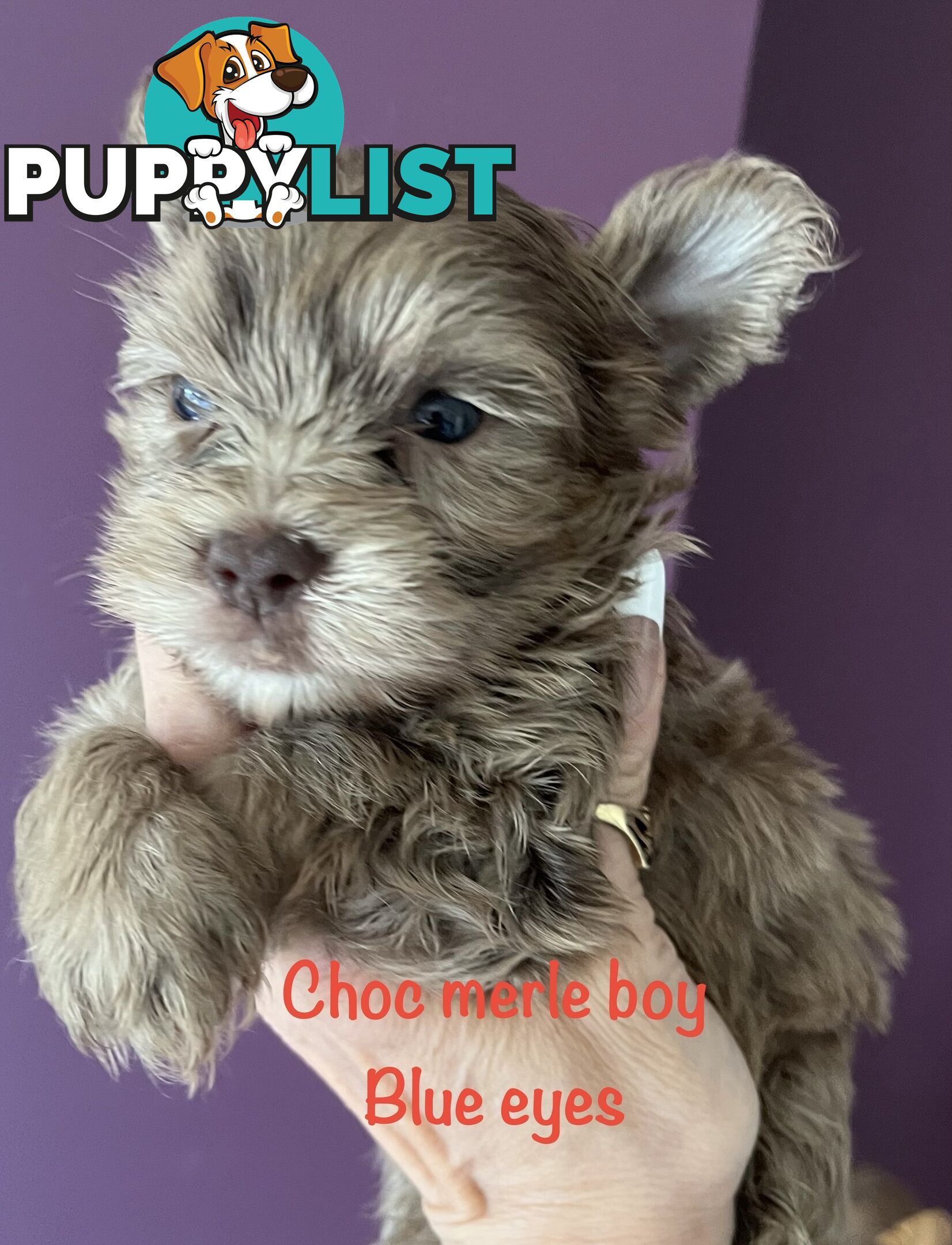 Exotic  choc and choc Merle  Yorkshire terrier