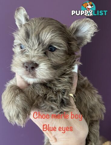 Exotic  choc and choc Merle  Yorkshire terrier