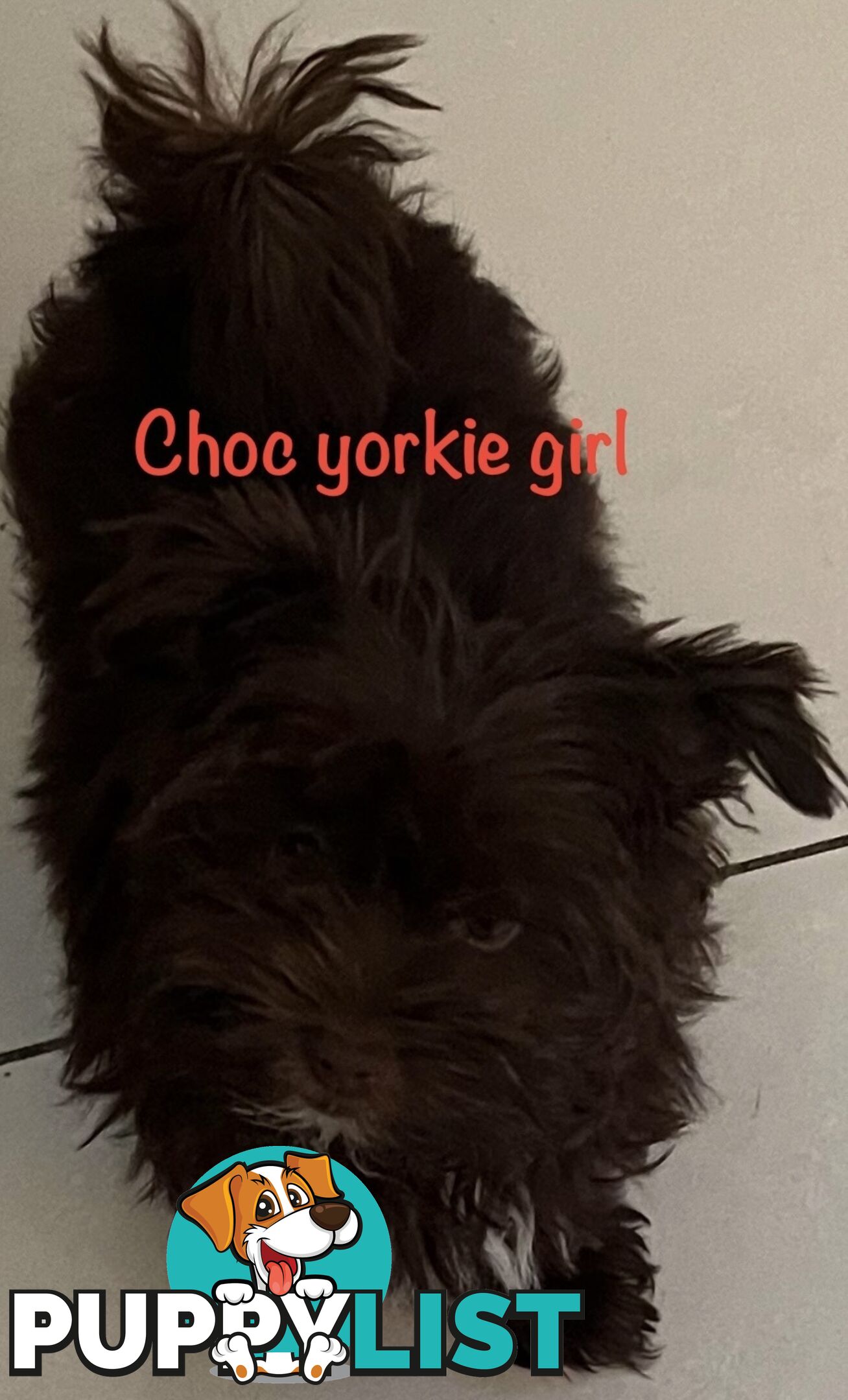 Exotic  choc and choc Merle  Yorkshire terrier