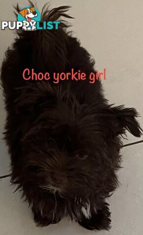 Exotic  choc and choc Merle  Yorkshire terrier