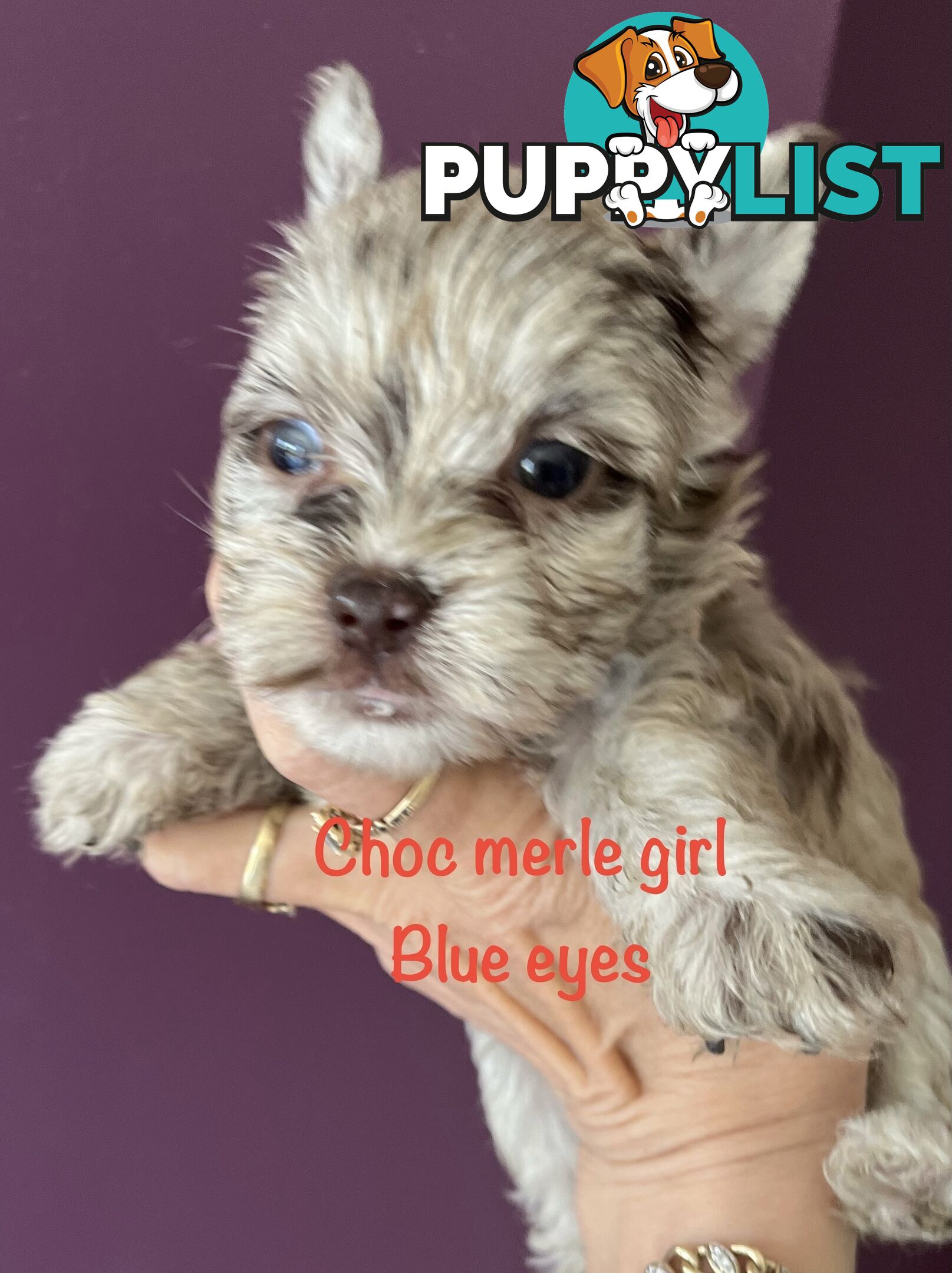 Exotic  choc and choc Merle  Yorkshire terrier