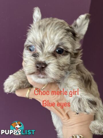 Exotic  choc and choc Merle  Yorkshire terrier