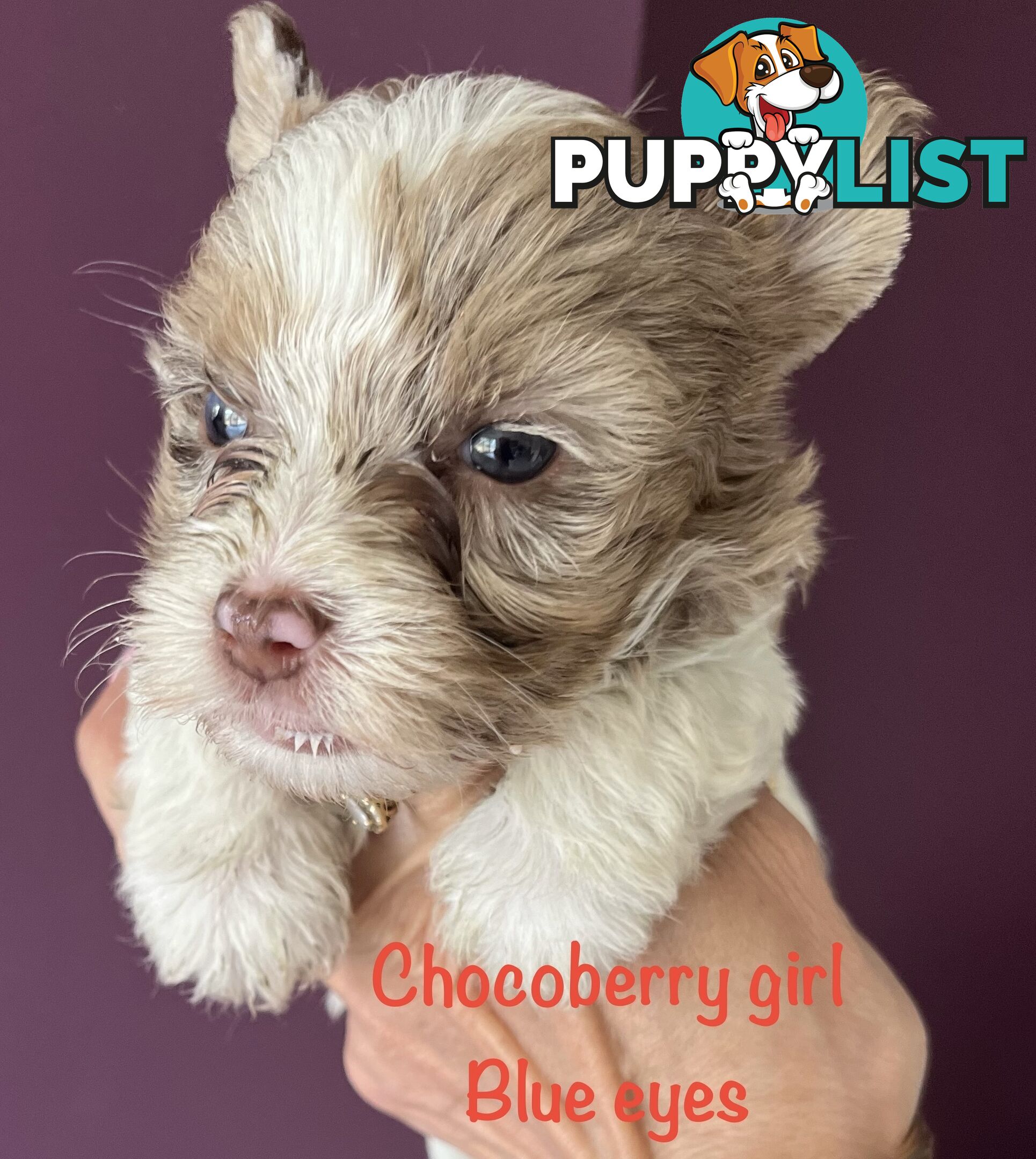 Exotic  choc and choc Merle  Yorkshire terrier