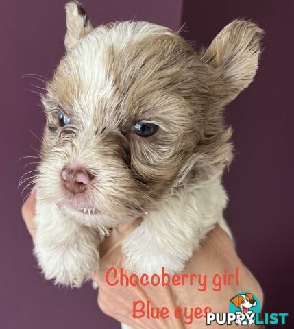 Exotic  choc and choc Merle  Yorkshire terrier