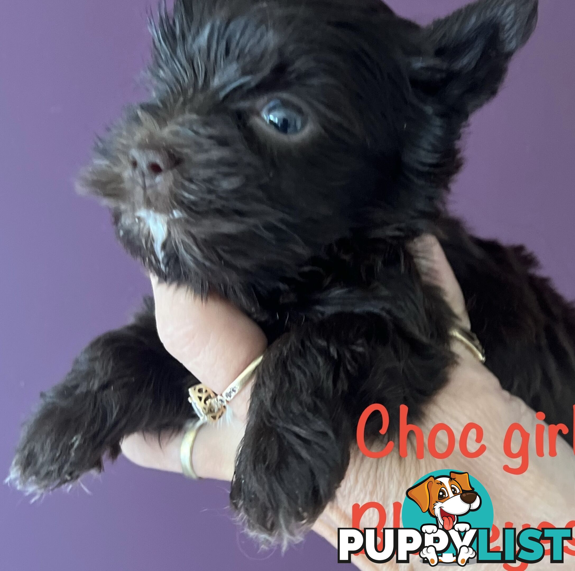 Exotic  choc and choc Merle  Yorkshire terrier