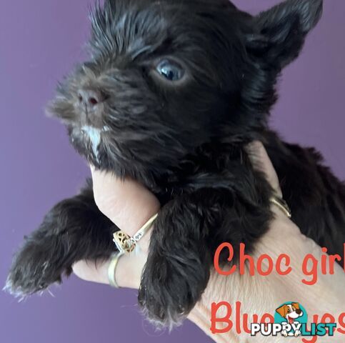 Exotic  choc and choc Merle  Yorkshire terrier