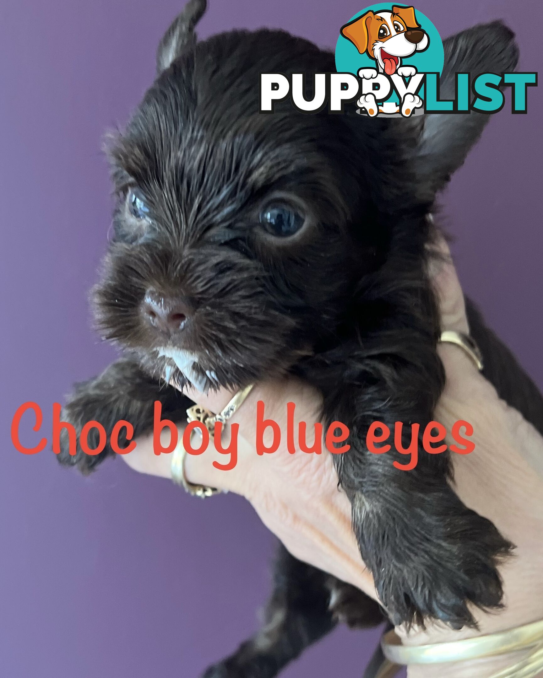 Exotic  choc and choc Merle  Yorkshire terrier