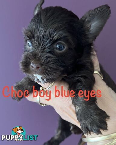 Exotic  choc and choc Merle  Yorkshire terrier