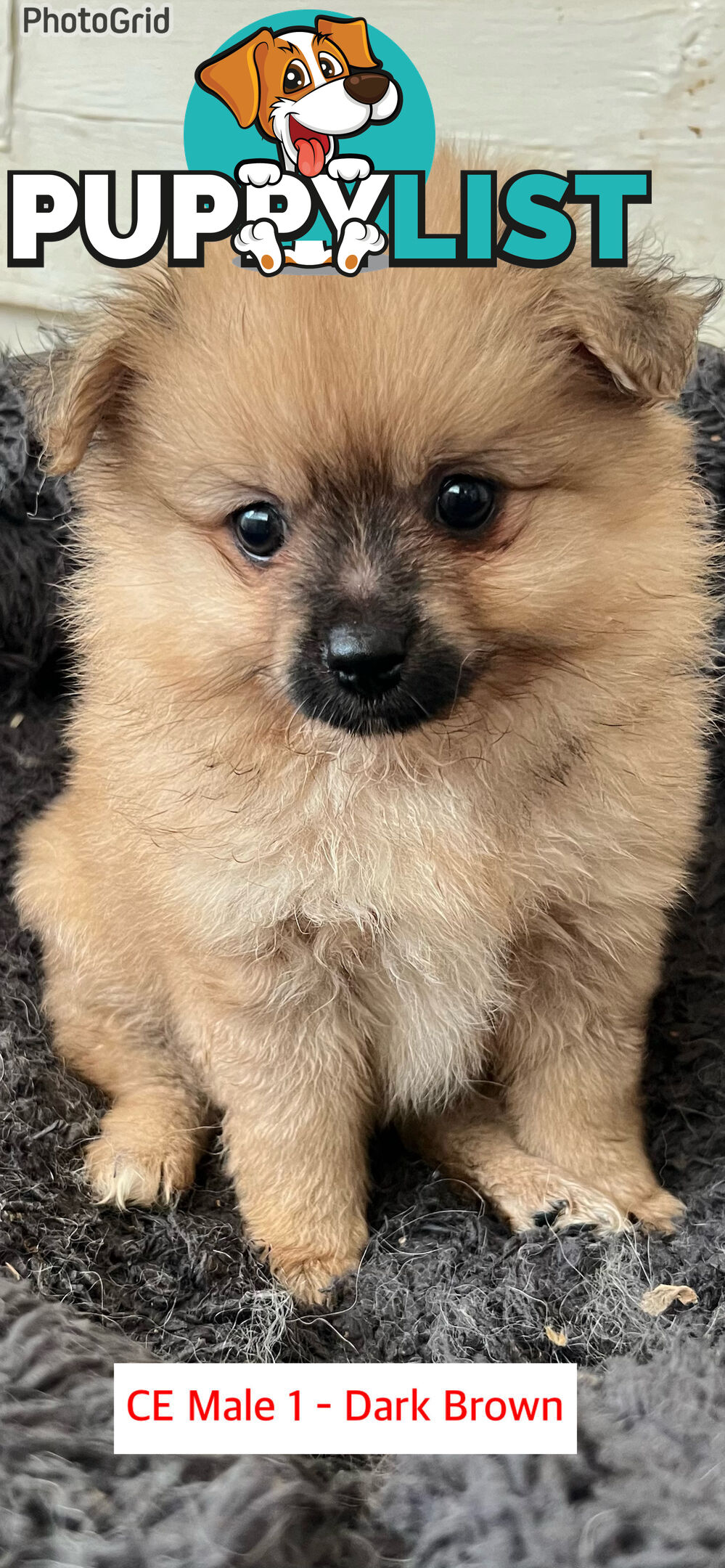 Cute Purebred Pomeranian Puppies